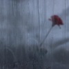 カーネーション