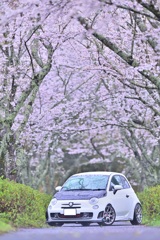 Cherry blossom