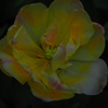 OI000278