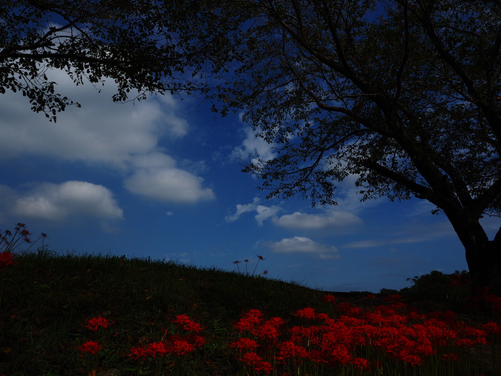 天界の花