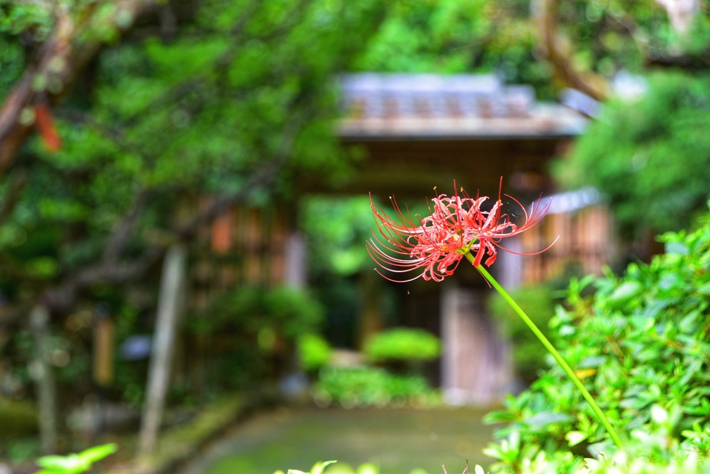 彼岸花