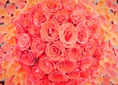 薔薇