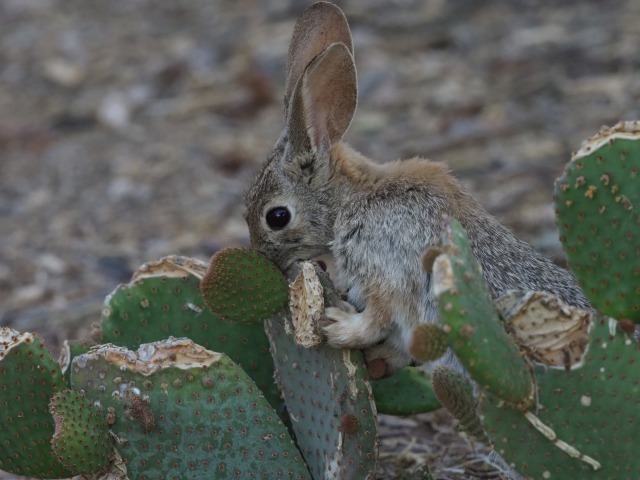 サボテンを食べるワタオウサギ5