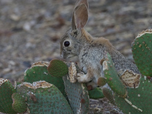 サボテンを食べるワタオウサギ6