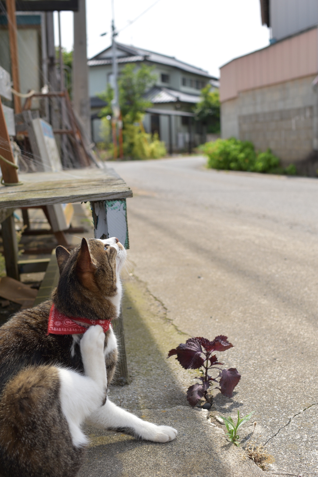 うちの猫