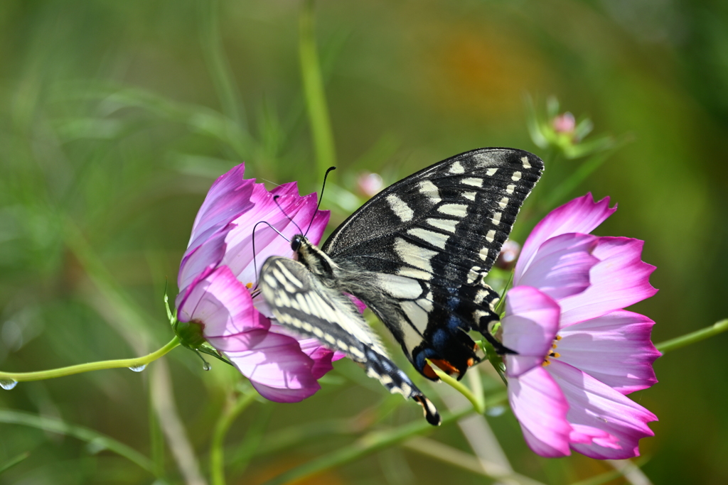いのち尽きるまで・・