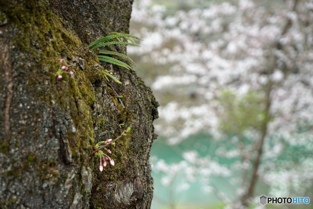 生きること・・