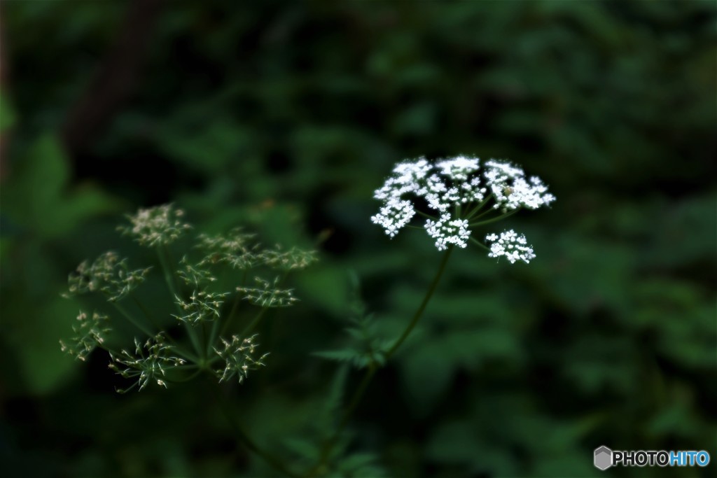 線香花火・・！