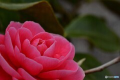 上を向いて歩こう・・
