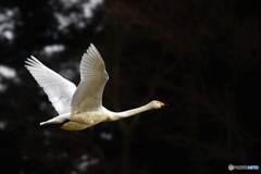 翔３（明日へ）