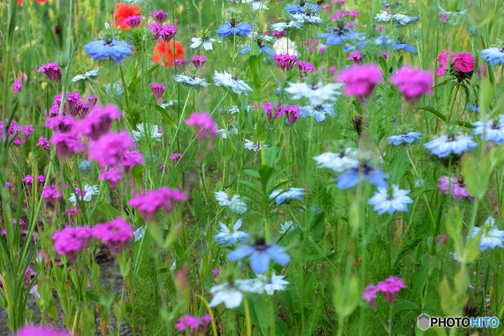 ハーモニー・・