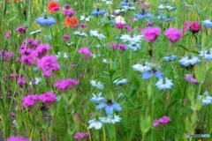 ハーモニー・・