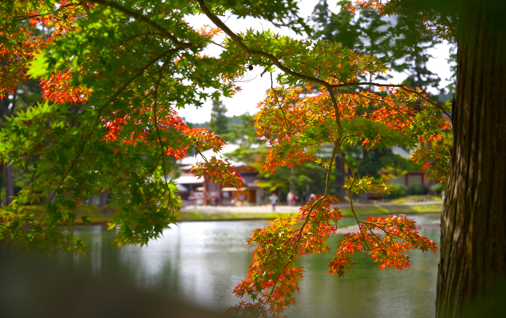 薄紅色に・・