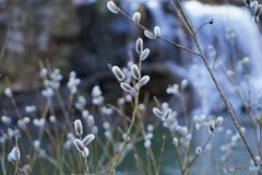 春の息吹・・