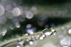 春、雨つぶ