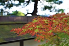 深秋