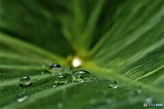 雨上がり・・