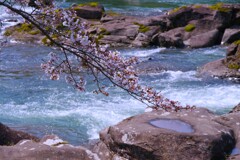 渓谷の桜