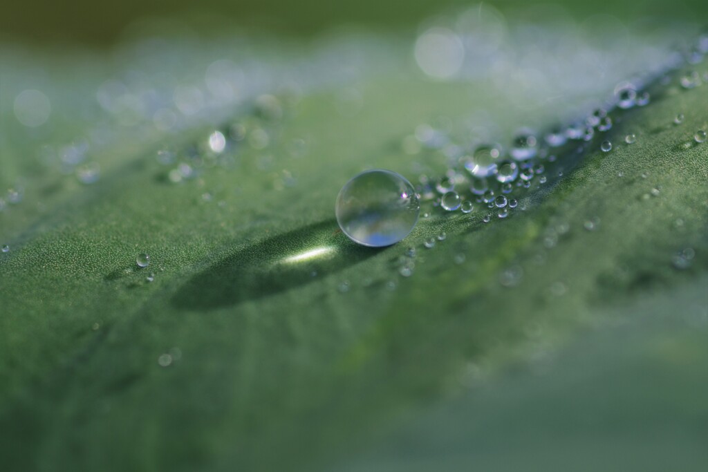 朝露