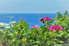 ハマナスの咲く丘・・