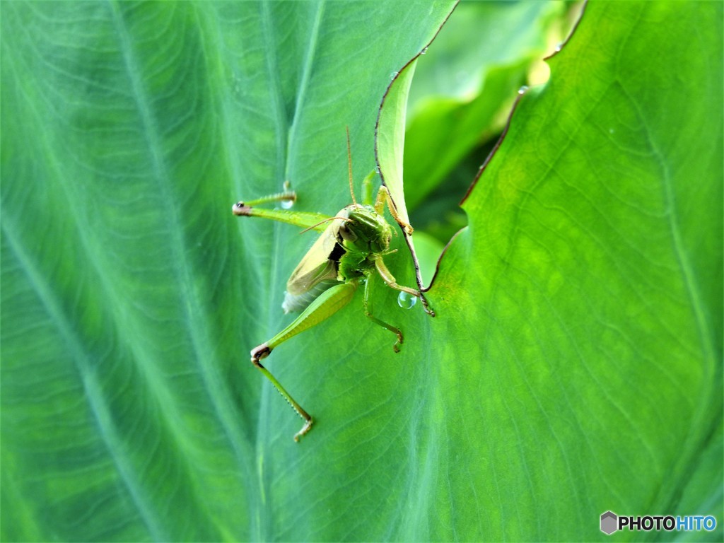 雨にも負けず・・・