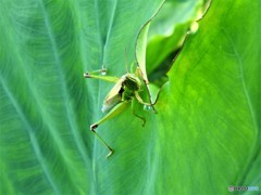 雨にも負けず・・・