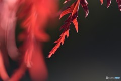 西陽