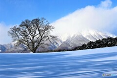 桜のころ  また・・