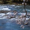 渓流と桜