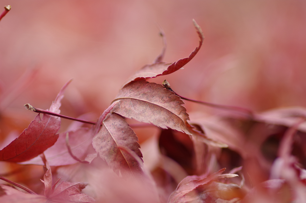 ❄ 冬が来る前 ❄