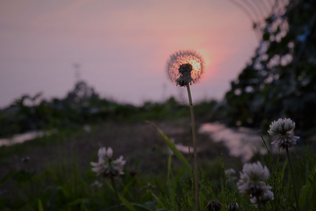 いつもの夕暮れ１