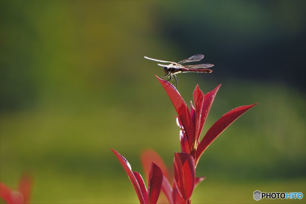 夕焼け・・・♪