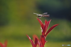 夕焼け・・・♪