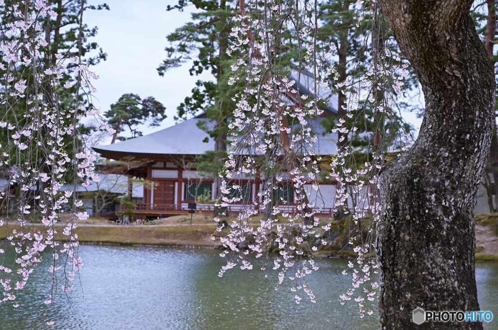 「桜花」