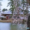 「桜花」