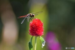 赤が好き・・！