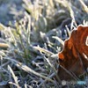 しばれる朝・・