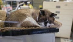 半端ない眼力・・