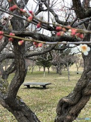 春なのに～　ため息、またひとつ・・♪