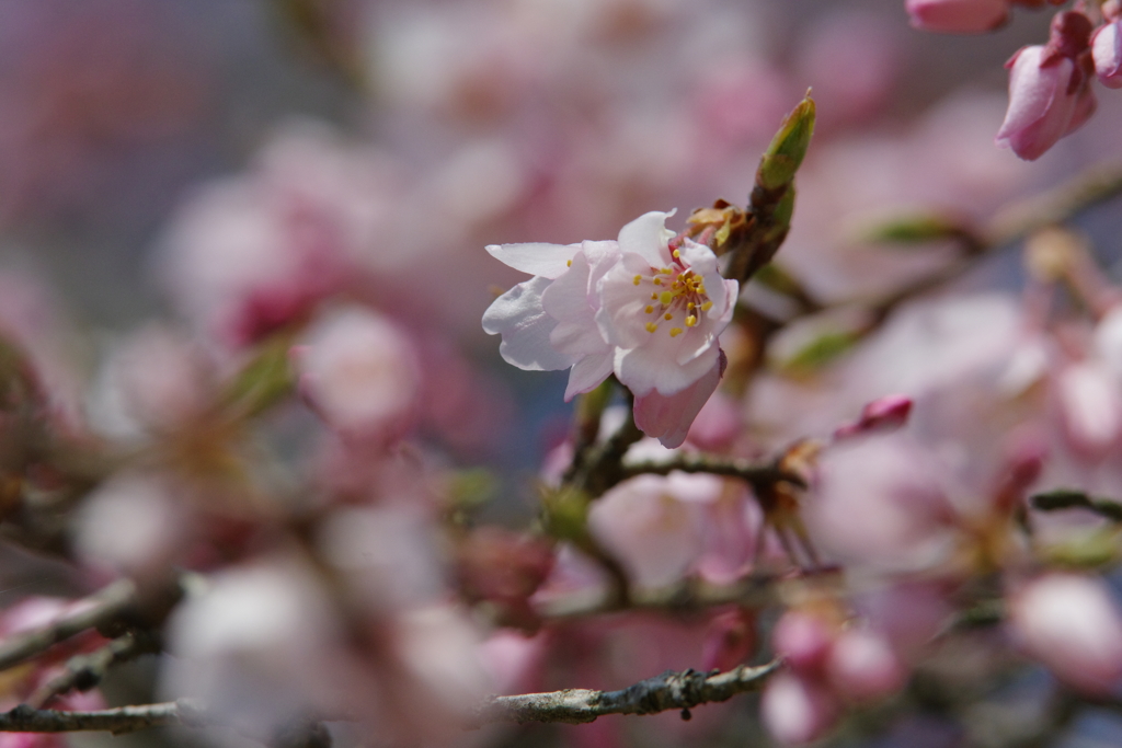 さくら花