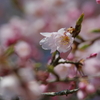 さくら花