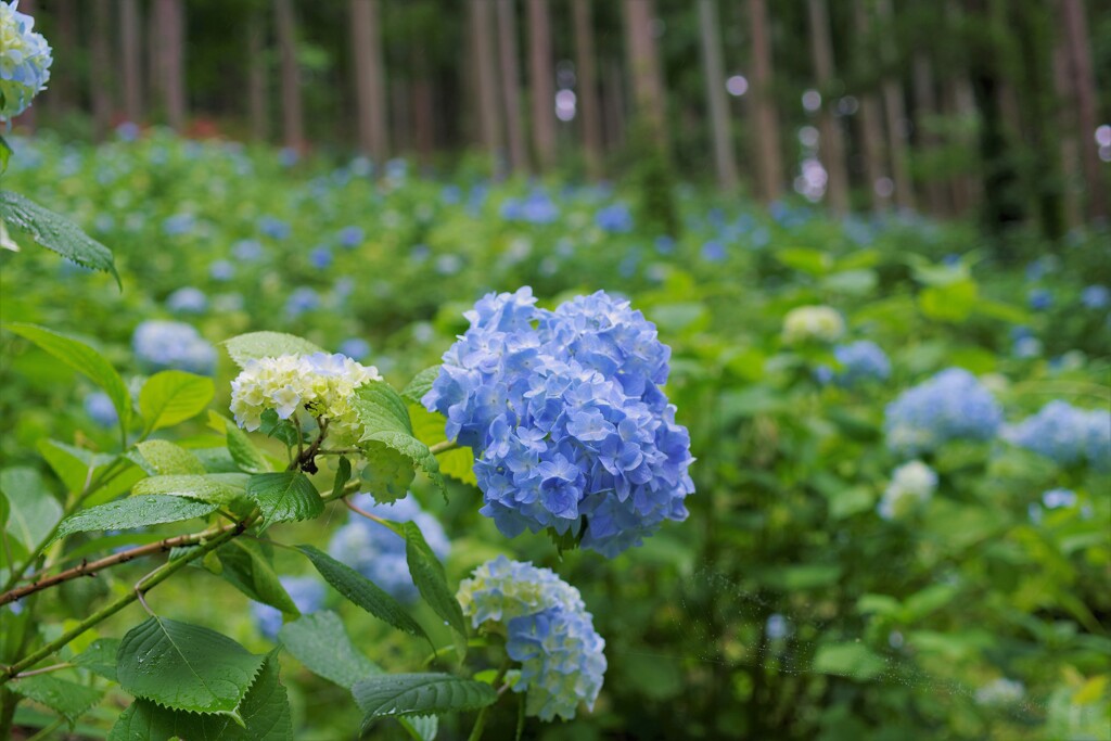 すこし小降りに・・