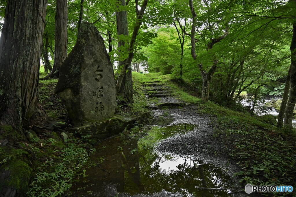 鎮守の森に続く道・・