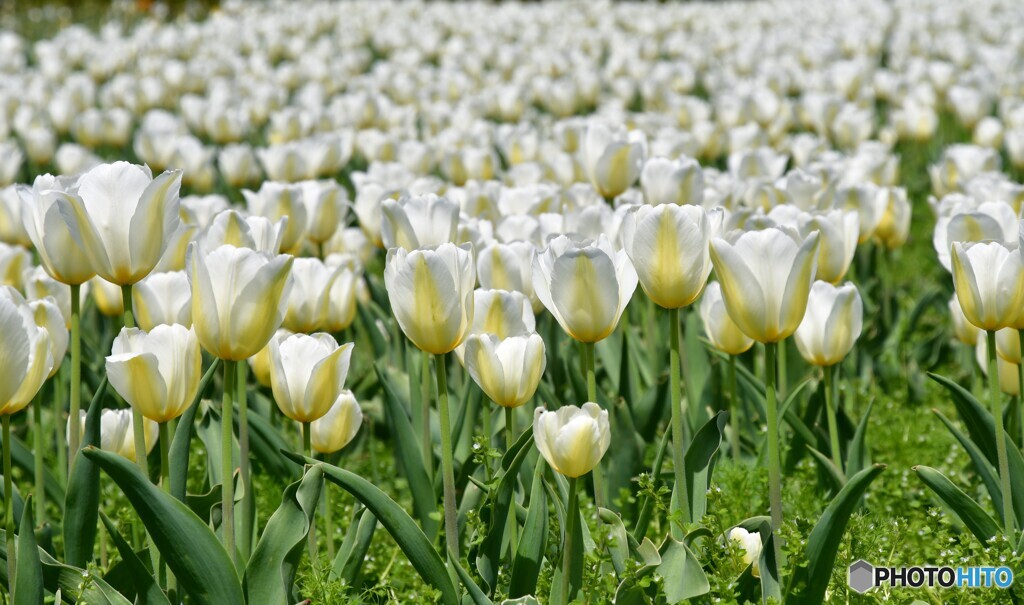 White＆White