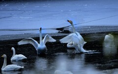 氷上のデュエット　。。♪