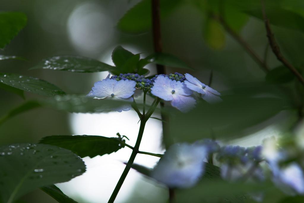 薄日