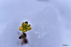 遠き春よ～