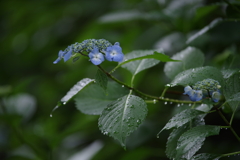 雨やどり