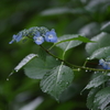 雨やどり