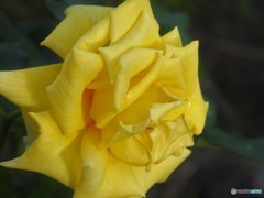 恥ずかしがりや